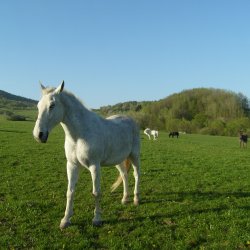 Farma Papradno