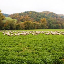 Ovisfarma - salaš Udiča